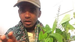 masresha terefe comedian tigray [upl. by Aretse]