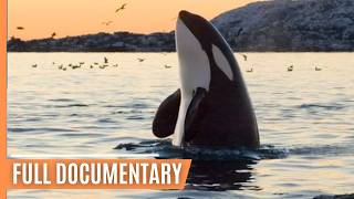 Hunting endangered fin whales in Iceland  DW English [upl. by Losse]