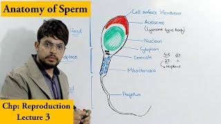 Human Sperm Cell [upl. by Anire]