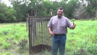 Trapping feral hogs Gates and Baits [upl. by Neleb]