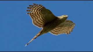 Sparrowhawk Bird Call Bird Song [upl. by Connors773]