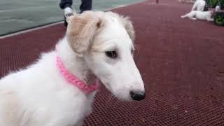 Borzoi puppies [upl. by Cire301]