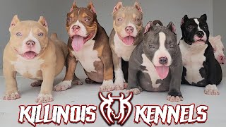 AMERICAN BULLY PUPPIES FOR SALE FROM THE WORLD FAMOUS KILLINOIS KENNELS [upl. by Gnuhn496]