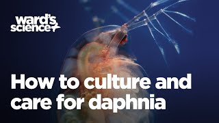 Caring and Culturing for Daphnia [upl. by Nylirac]