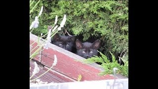 4 Feral Kittens Trapping Them Successfully [upl. by Jed]