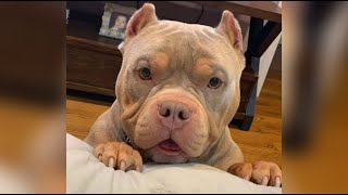 Funniest American Bully Videos  Cutest Bullies Ever [upl. by Catlin]