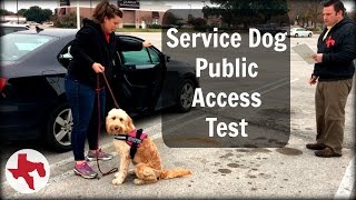 Service Dog Public Access Test [upl. by Portland752]