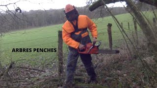 Abattage des arbres penchés [upl. by Rodie]