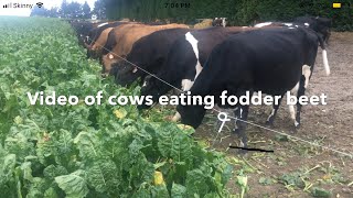 Cows Grazing Fodder Beet Cattle Eating Fodder Beet Crops FARM LIFE NZ [upl. by Bellis570]