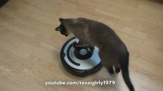 Cat shows HOW TO use iRobot Roomba Vacuum [upl. by Benton]