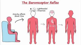 Baroreceptor Reflex [upl. by Brace]