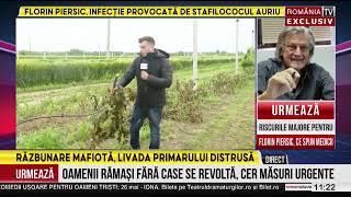 Campanie electorală cu scandal primarul s a trezit cu livada de cireşi tăiată [upl. by Aivon]