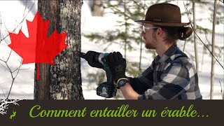 Comment Entailler un Érable  Enseigné par un arboriste [upl. by Mateo413]