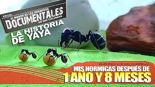 Mi primer hormiguero 1 año y 8 meses depues Yaya la gran hormiga antes de morir [upl. by Aicert]