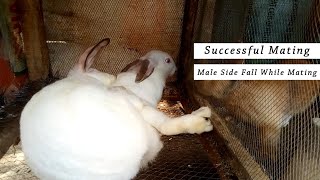 Successful Rabbits Mating  Rabbit Breeding [upl. by Zolner]