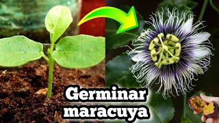 🌺 Como Germinar semillas de maracuya  Sembrar passiflora Edulis • Pasionaria • Fruta de la pasión [upl. by Bellina]