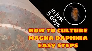 How to Culture Magna Daphnia Easily [upl. by Steck]