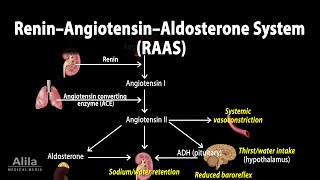 The Renin–Angiotensin–Aldosterone System RAAS Animation [upl. by Arutek]