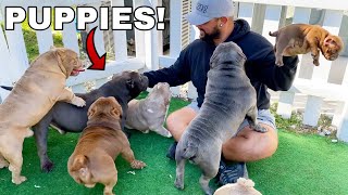 Picking Out My First Dog from Exotic Bully Puppy Farm CUTE [upl. by Catto]