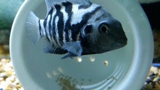 convict cichlid breeding female convict cichlid laying eggs [upl. by Arreik]