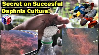 How to Culture Daphnia Successfully [upl. by Goulden]