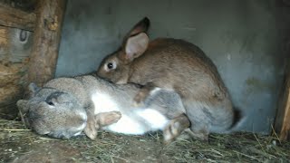 Mating rabbits super funny [upl. by Nnylorac]