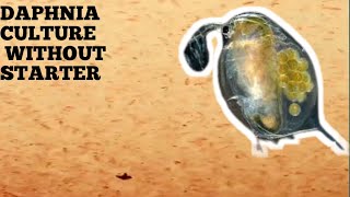 HOW TO CULTURE DAPHNIA NATURALLY WITHOUT A STARTER [upl. by Llezo]