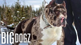 Meet Aftermath The 130lb Superstar Merle Bully  BIG DOGZ [upl. by Becker]