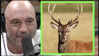 Joe Rogan  Most People Have Never Been Around Actual Wildlife wSteve Rinella [upl. by Proudman897]