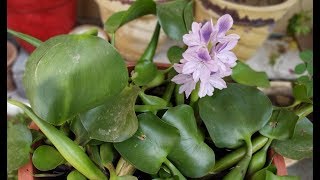 Chap42 how to grow water Hyacinth at home [upl. by Warms]