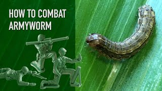 How To Combat Armyworm in Your Lawn [upl. by Ysset123]