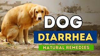 3 NEW Remedies for Dog Diarrhea [upl. by Helbonia]