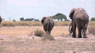 Elephant mating season in Amboseli Kenya [upl. by Aurlie79]