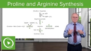 Proline amp Arginine Synthesis – Biochemistry  Lecturio [upl. by Janka]