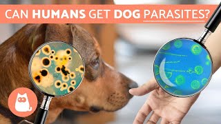 Can Humans Get PARASITES From DOGS  Zoonotic Diseases [upl. by Bowers726]