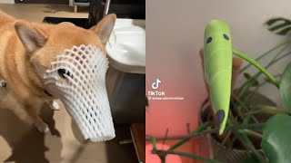 BORZOI DOG MEMES FROM TIKTOK [upl. by Niels802]