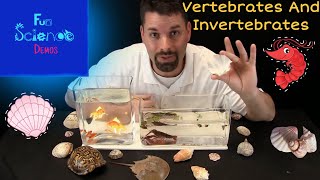 Vertebrates and Invertebrates [upl. by Knorring370]