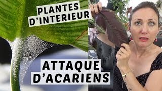 🌿 ARAIGNÉES ROUGES  LES ACARIENS ATTAQUENT MES PLANTES VERTES  COMMENT LES RECONNAITRE [upl. by Ellerehs]