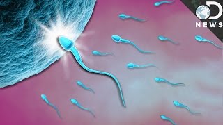 What Exactly Happens When Sperm Meets Egg [upl. by Helbonnas]