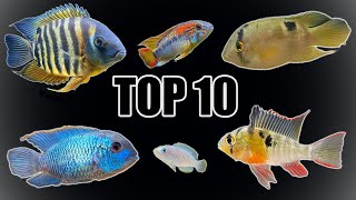 Top 10 Most quotPeacefulquot Cichlids [upl. by Ettenaj]