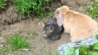 Cat vs Rabbit [upl. by Okwu]