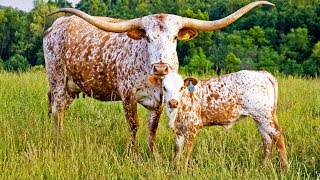 Learn some fun facts about Longhorns [upl. by Argyres568]