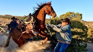 Desert Cattle Drive on Untrained Horses [upl. by Stanley]