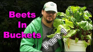 How To Grow Beets In Buckets  Part 1 [upl. by Eiramlirpa]