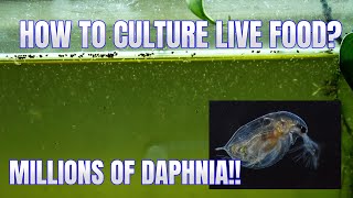 How to Culture Daphnia Secret Method to Breed MILLIONS  Simply Aquatic [upl. by Lune]