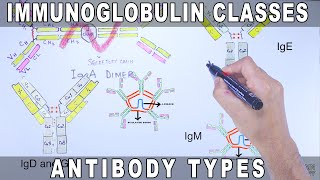 Immunoglobulin Isotypes  Antibody Classes [upl. by Corine]