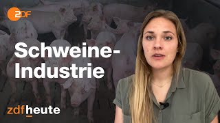 Deutschland deine Schweine Wo die Schnitzel herkommen [upl. by Katzen]