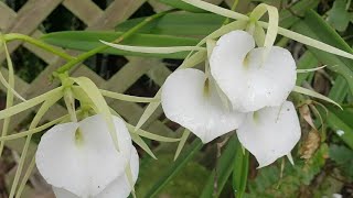 BRASSAVOLA ORCHID GROWING [upl. by Granese318]