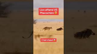 Lion affamé VS phacochère [upl. by Ruberta]