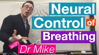 Neural Control of Breathing  Respiratory System [upl. by Rahel350]